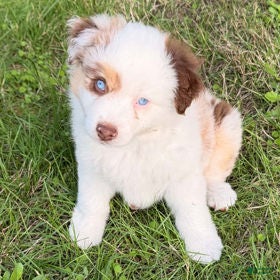 Miniature Australian Shepherd dogs Red Merle female - Ad 1