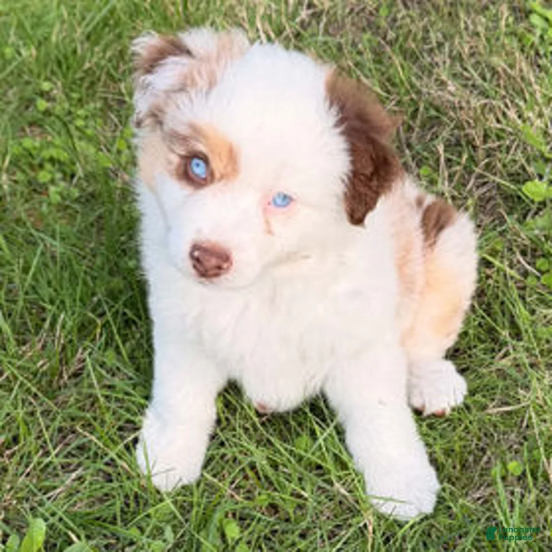 Miniature Australian Shepherd dogs for sale: Red Merle female - Ad 1