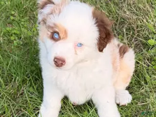 Miniature Australian Shepherd dogs Red Merle female - Ad 1
