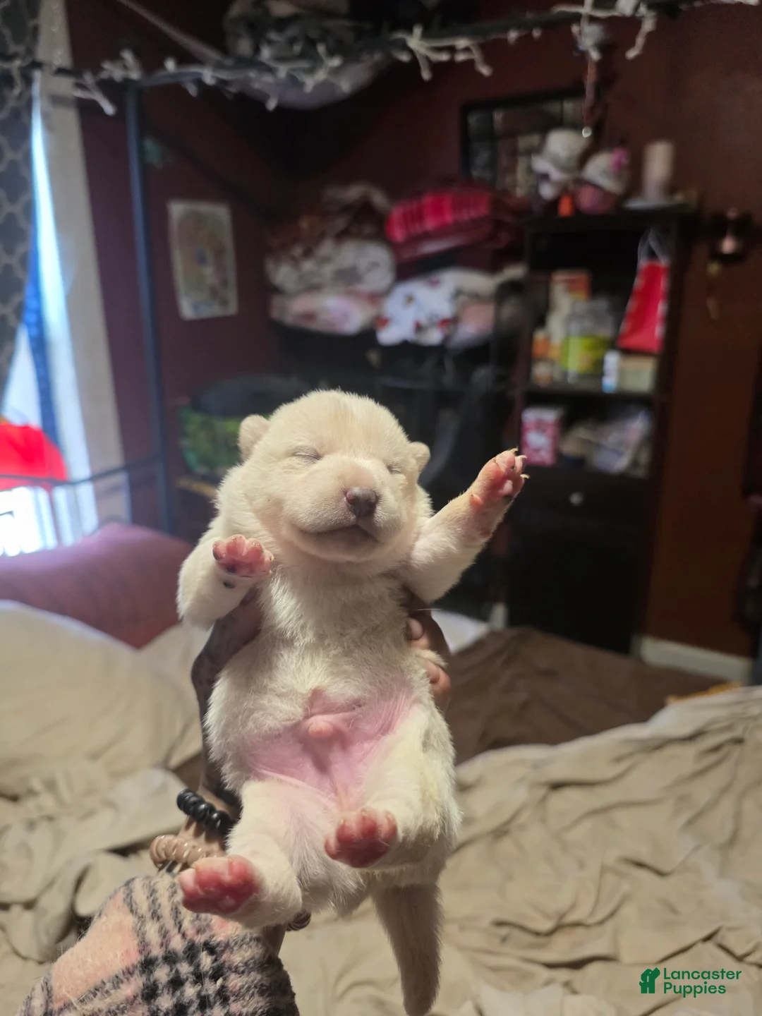 Shiba Inu dogs for sale: Shiba Inu Puppy 2 - Ad 2