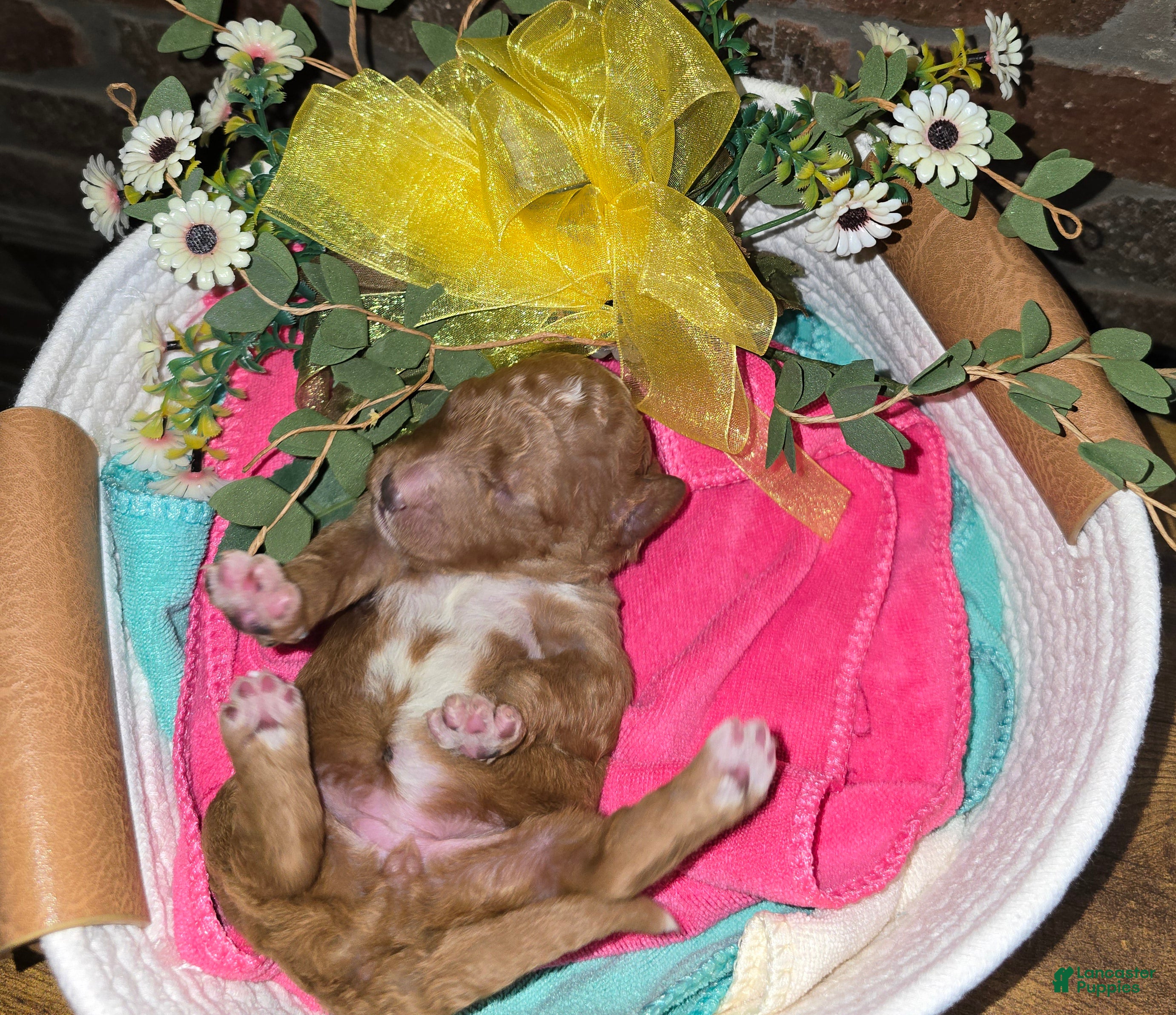 Goldendoodle dogs Goldendoodle Puppy 10 - Ad 36