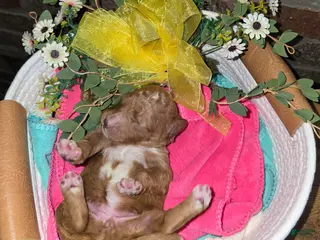 Goldendoodle dogs Goldendoodle Puppy 10 - Ad 36