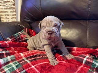Shar Pei dogs Juliet - Ad 4