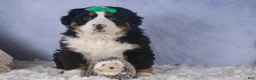 Bernese Mountain Dog dogs for sale: HERSHEY - Ad 12
