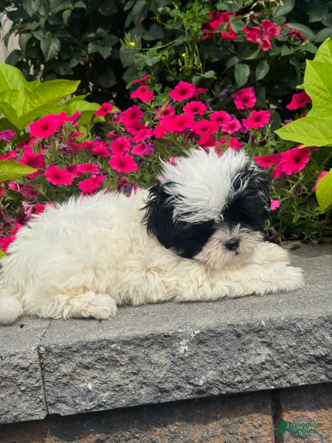 Shihpoo dogs for sale: Xander - Ad 5