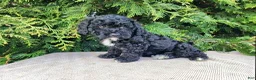Mini Bernedoodle dogs for sale: Brock - Ad 16