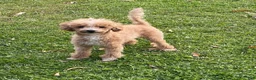 Toy Poodle dogs for sale: Felix - Ad 5