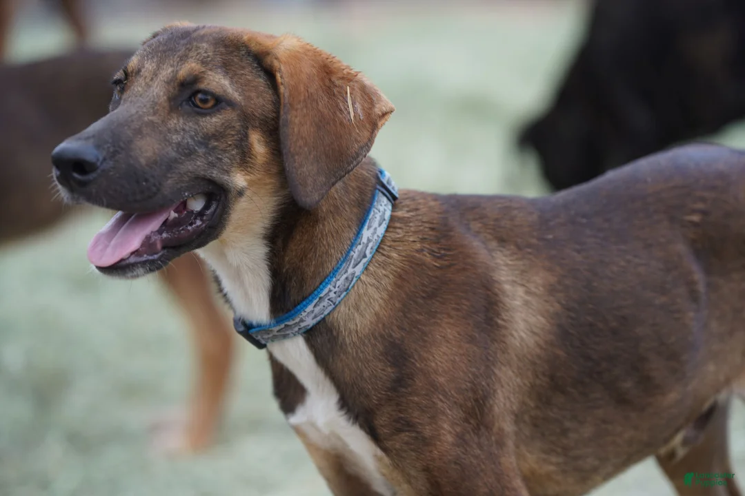 Mixed Breed dogs for sale: Pluto Tiscar Farm Dog - Ad 4