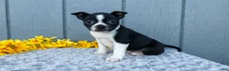 Mixed Breed dogs for sale: Sally - Ad 1