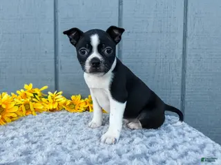 Mixed Breed dogs for sale: Sally - Ad 3