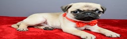 Pug dogs for sale: Tommy - Ad 2