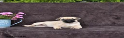 Pug dogs for sale: Betsy - Ad 3