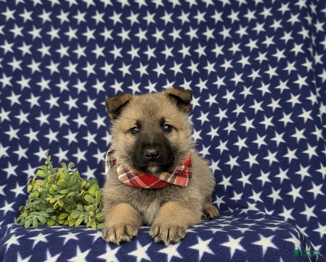 Mixed Breed dogs for sale: Clifford - Ad 6