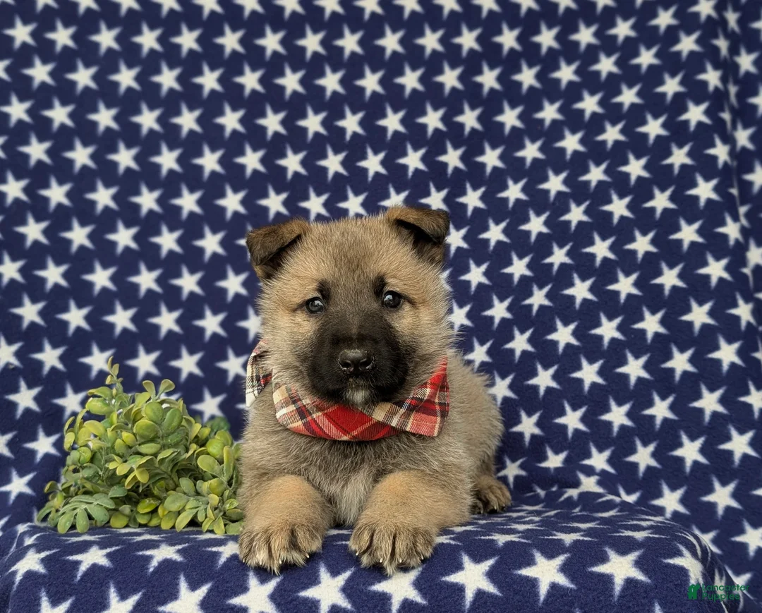 Mixed Breed dogs for sale: Clifford - Ad 6