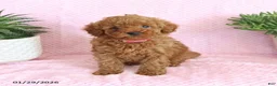 Miniature Poodle dogs for sale: Ondrea - Ad 1