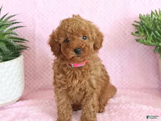 Miniature Poodle dogs Ondrea - Ad 9