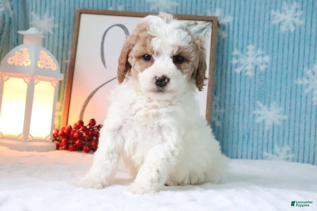 Cavapoo dogs for sale: Melissa - Ad 2
