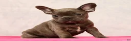 French Bulldog dogs for sale: Parker - Ad 6