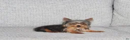Yorkshire Terrier dogs for sale: Peanut - Ad 6