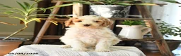 Standard Poodle dogs for sale: Drew - Ad 3