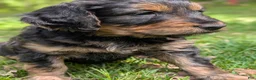 Mixed Breed dogs for sale: Winnie  - Ad 1