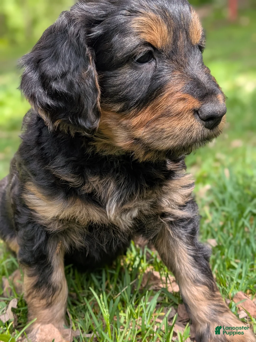 Mixed Breed dogs for sale: Winnie  - Ad 1