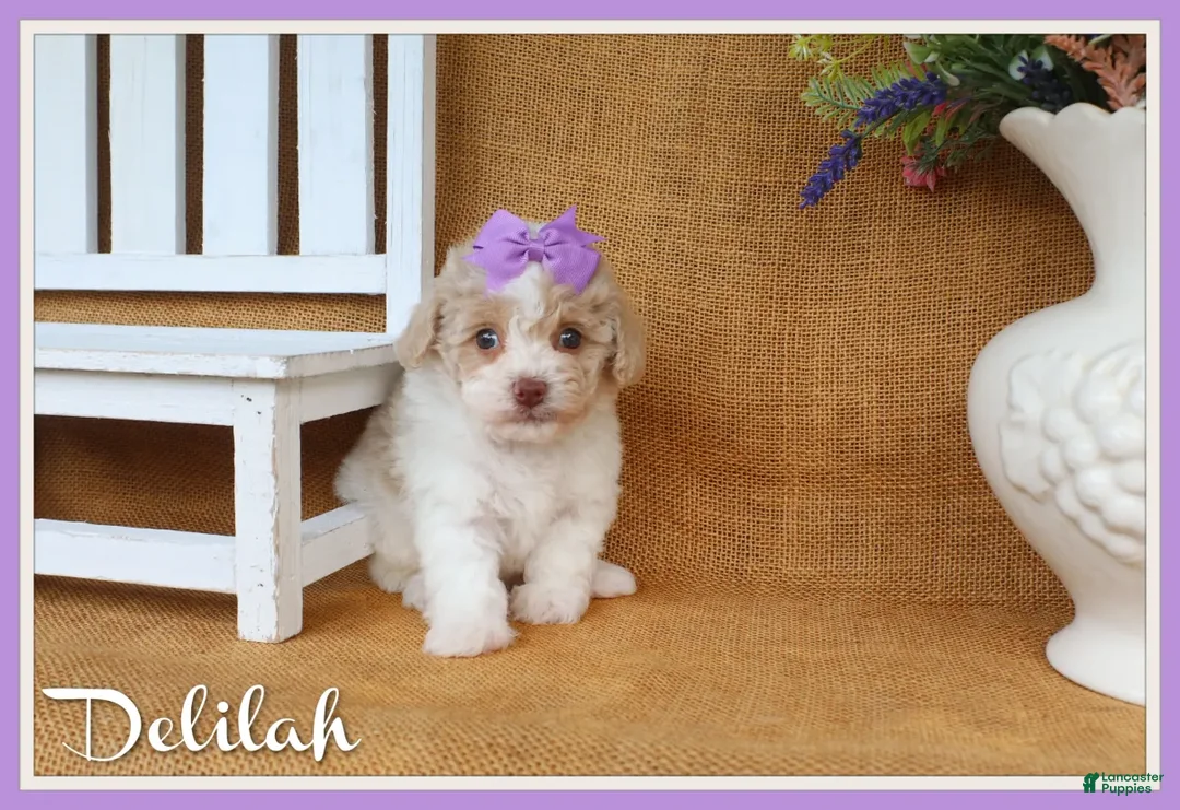 Toy Poodle dogs for sale: Delilah - Ad 1