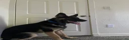 German Shepherd dogs for sale: German Shepherd 1 - Ad 4