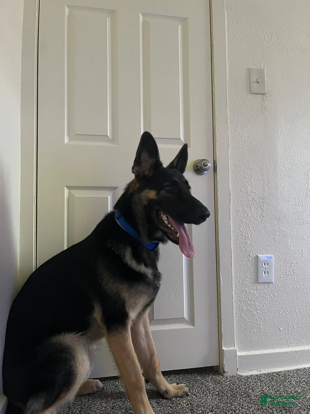 German Shepherd dogs for sale: German Shepherd 1 - Ad 4