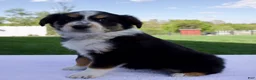 Australian Shepherd dogs for sale: Poppy - Ad 3