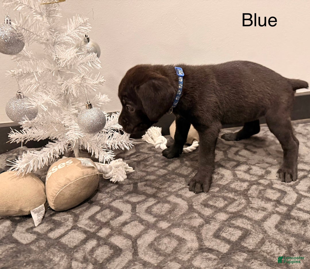 Cane Corso dogs for sale: Athena ( Dark Blue) - Ad 4