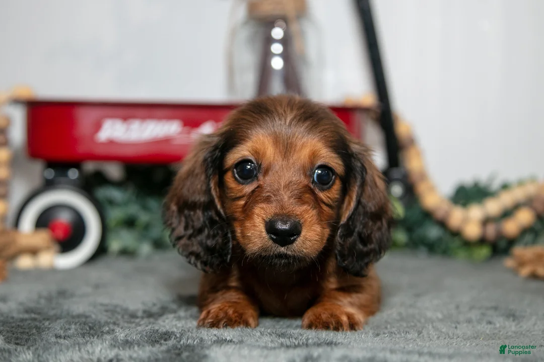 Miniature Dachshund dogs for sale: Donut - Ad 2