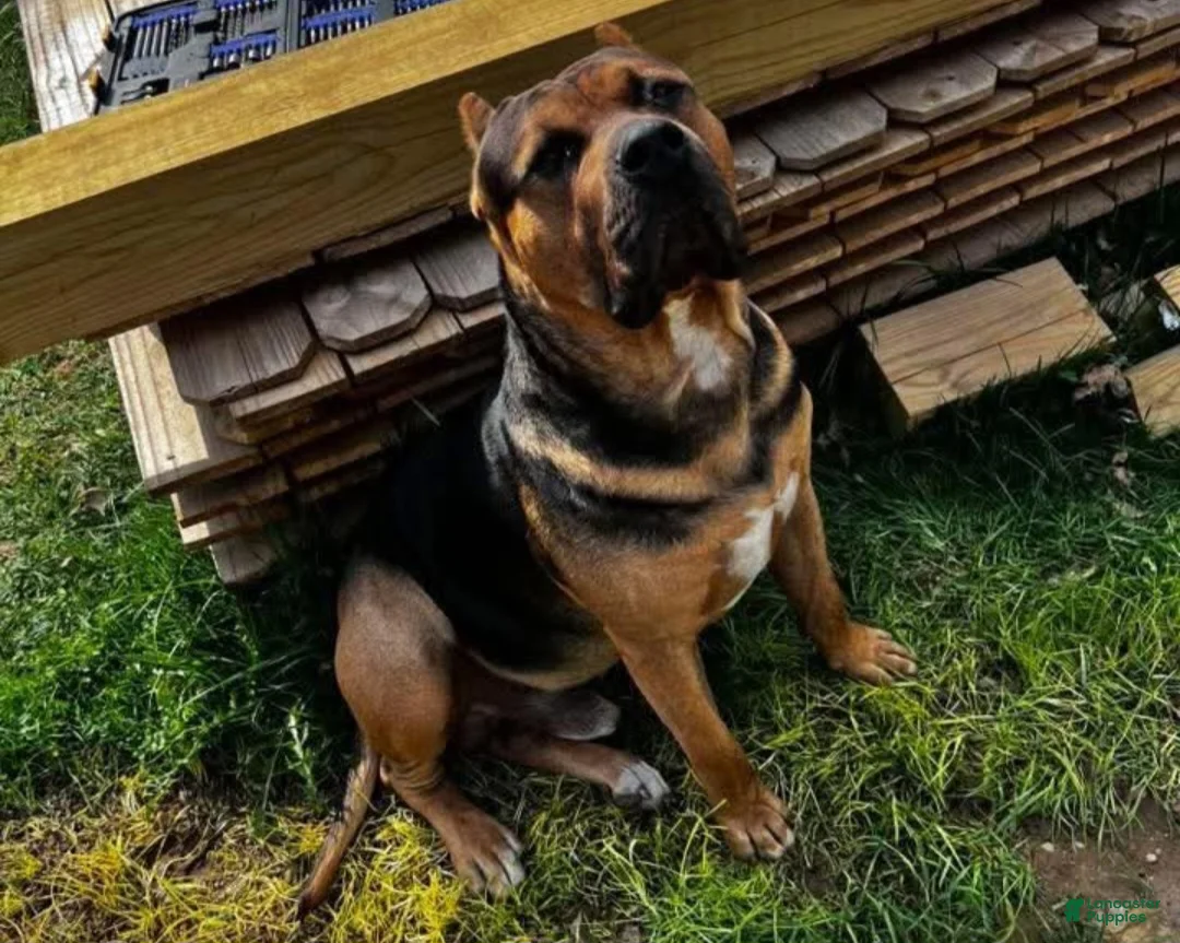 Mixed Breed dogs for sale: Max - Ad 7