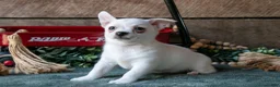 Chihuahua dogs for sale: Preston - Ad 3