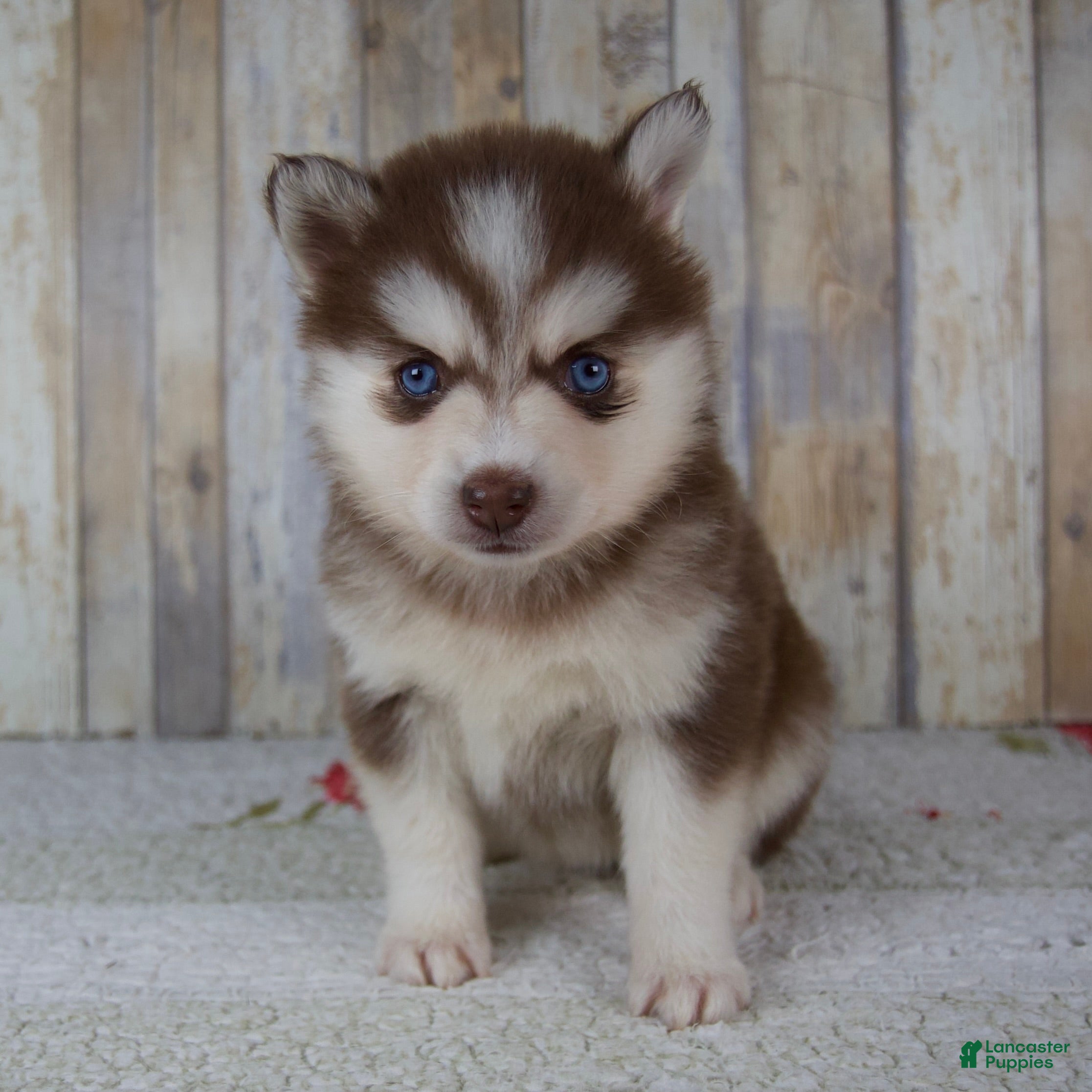 Pomsky dogs Callie - Ad 1