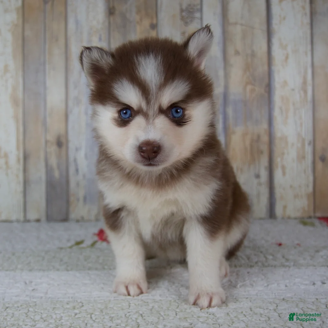 Pomsky dogs for sale: Callie - Ad 1