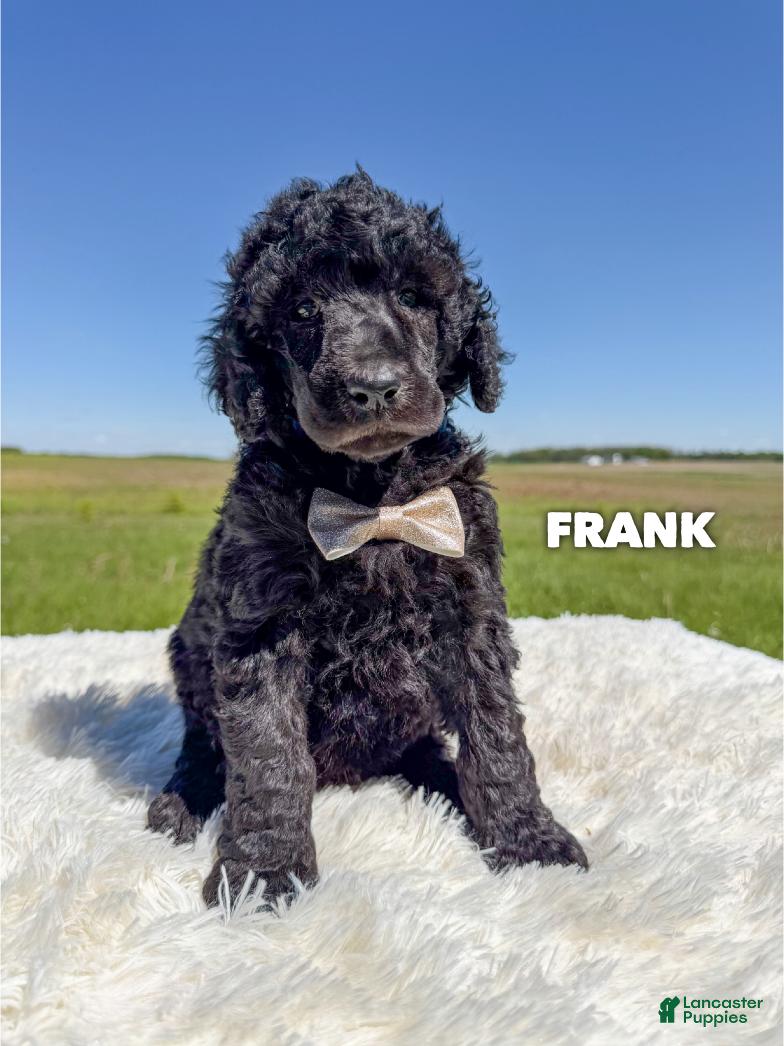Standard Poodle dogs Frank - AKC  - Ad 10