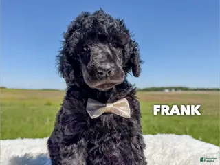 Standard Poodle dogs Frank - AKC - Ad 10