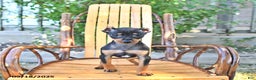 Miniature Pinscher dogs for sale: Timbo - Ad 4