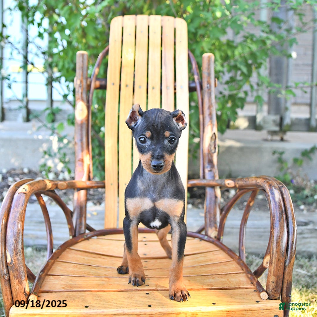 Miniature Pinscher dogs for sale: Timbo - Ad 4