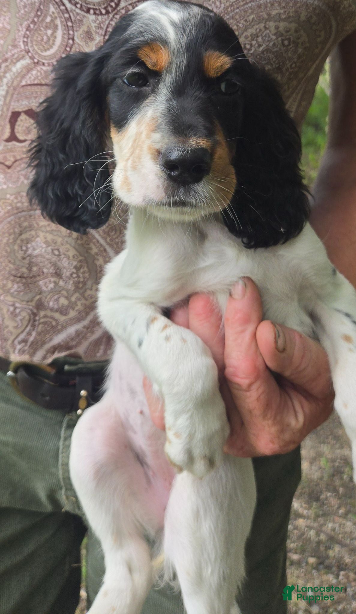 English Setter dogs English Setter 9 - Ad 8