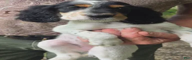 English Setter 9