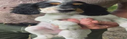 English Setter dogs for sale: English Setter 9 - Ad 1