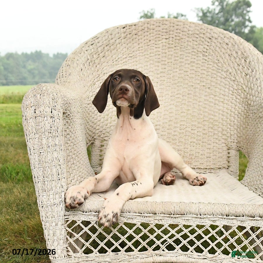 German Shorthaired Pointer dogs River - Ad 2
