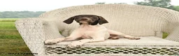 German Shorthaired Pointer dogs for sale: River - Ad 2