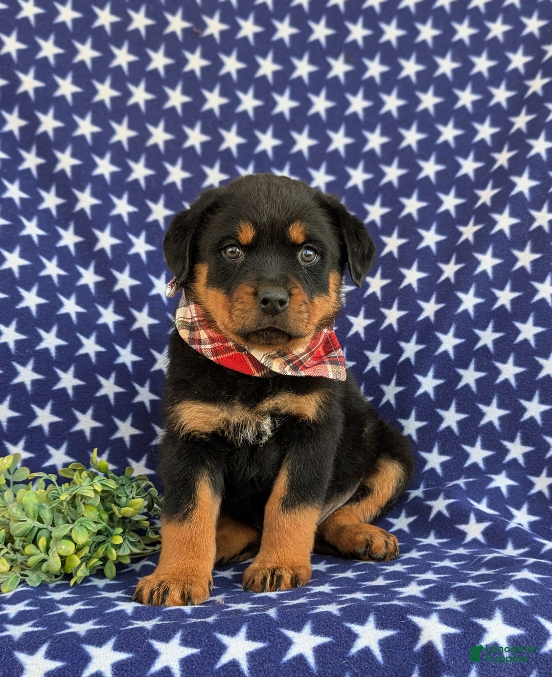 Rottweiler dogs for sale: Bryson - Ad 6
