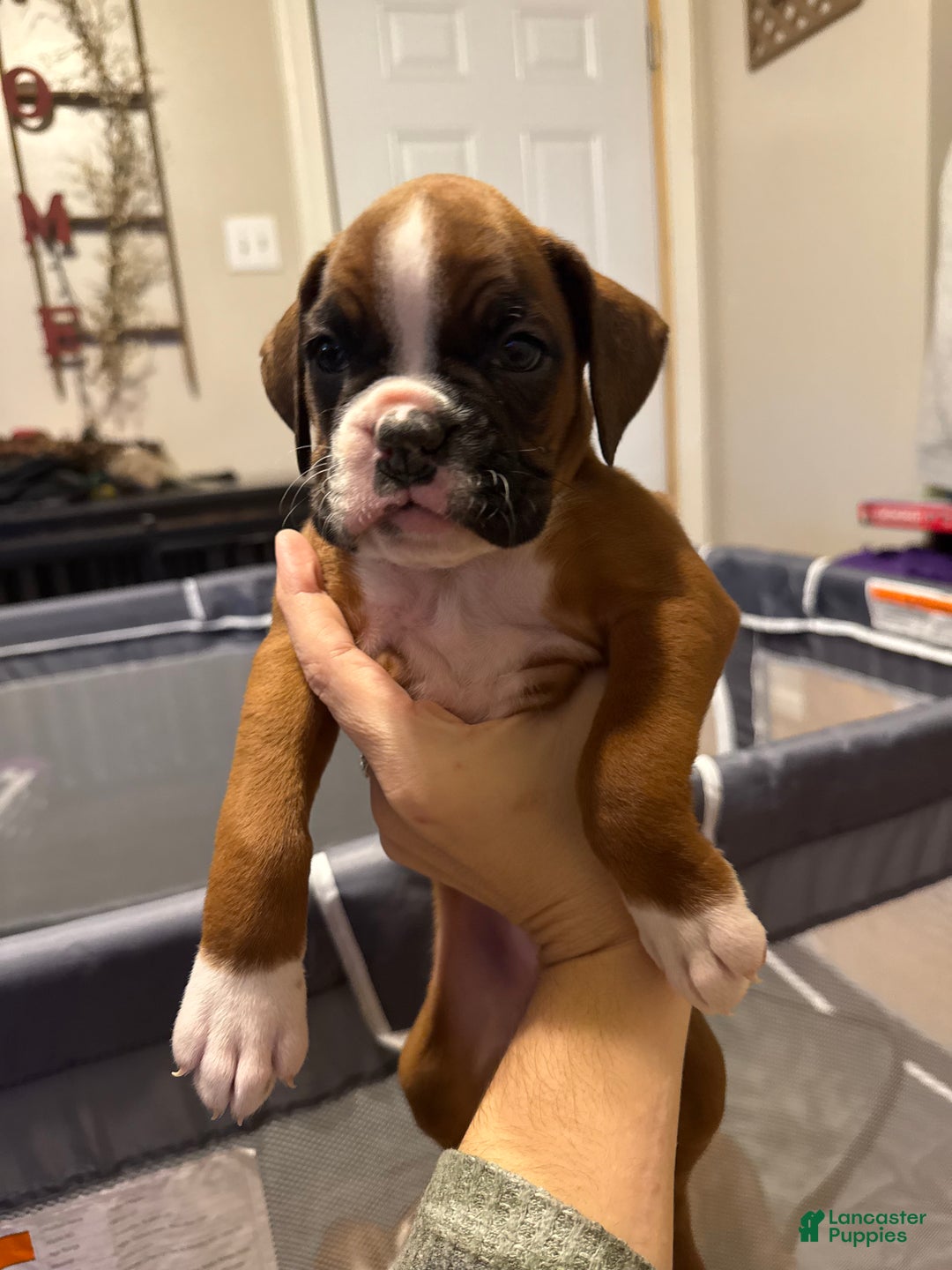 Boxer dogs for sale: Layla - Ad 1