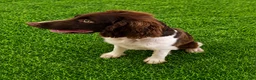 English Springer Spaniel dogs for sale: Captain Hook 🪝  - Ad 4