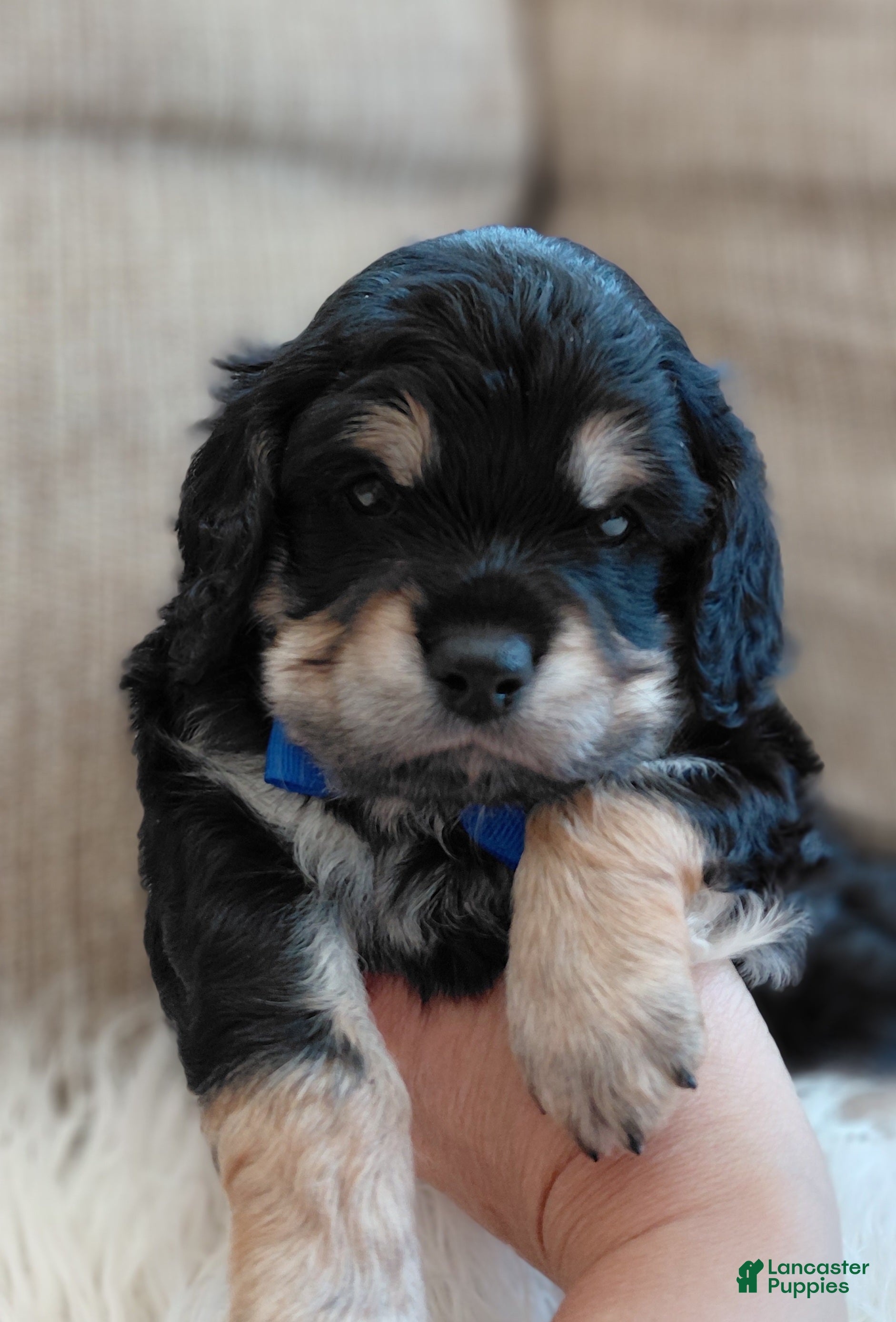 Mixed Breed dogs Mixed Breed 1 - Ad 1