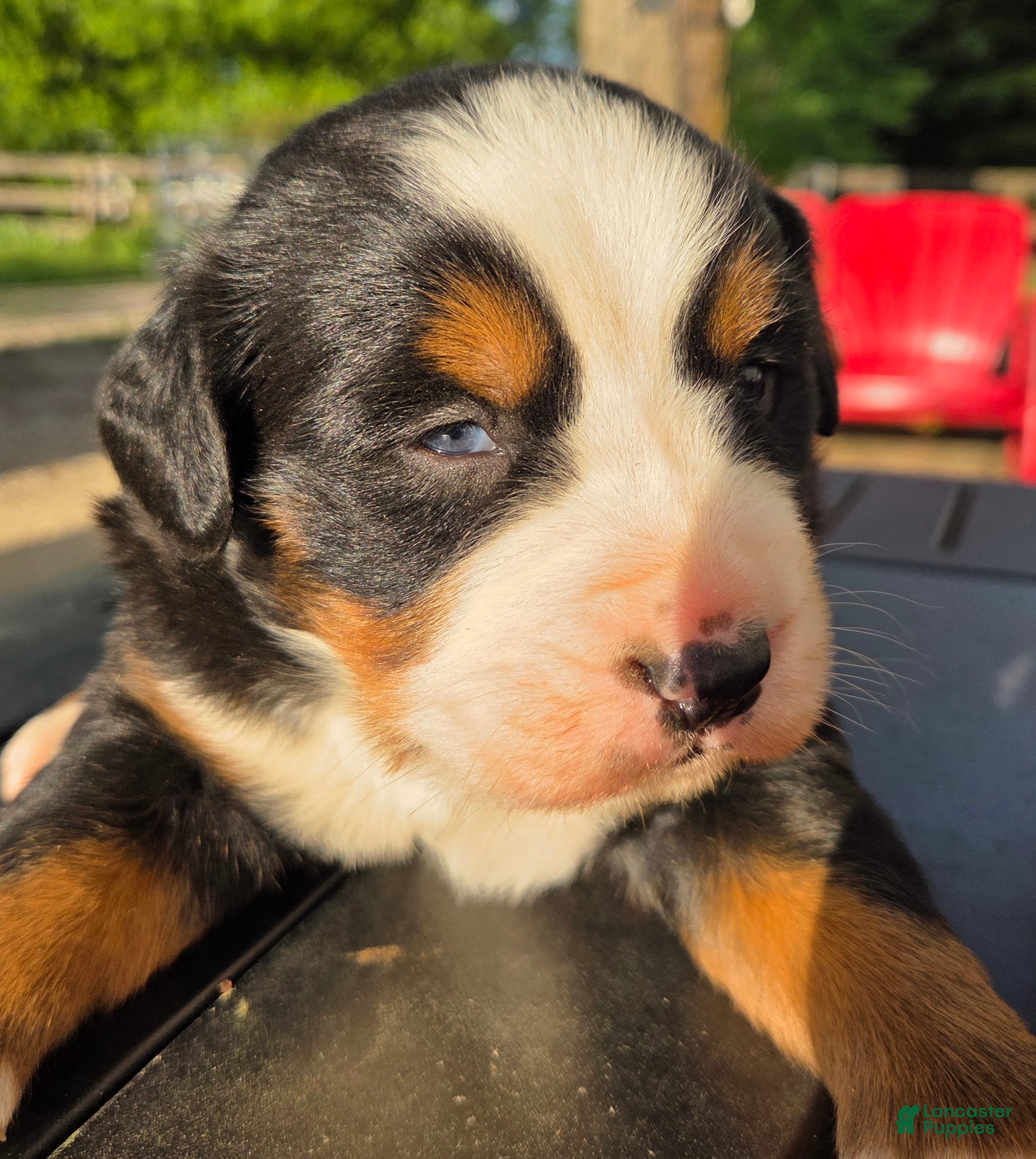 Bernese Mountain Dog dogs BLUE EYED Bernese Mountain Dog Puppy 3  - Ad 33